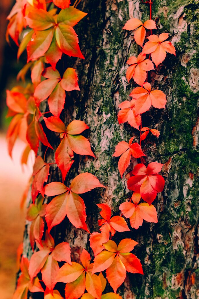 pexels-310265822-34430769